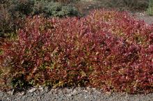 plant habit, early spring