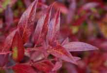 leaves, early spring