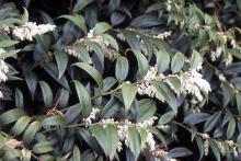 leaves and flower clusters