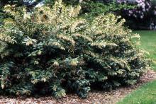 plant habit, flowering