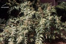 plant habit, new growth and start of flowering