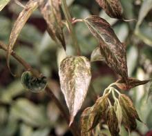multi-colored variegation of new leaves