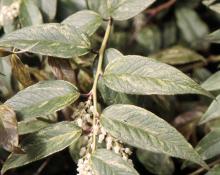 less variegation on mature leaves