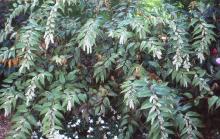 plant habit, in full flower