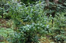 plant habit plant habit