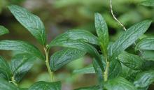 leafy shoots leafy shoots