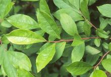 leaves, summer leaves, summer