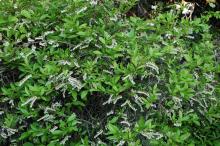 plant habit, spring flowering plant habit, spring flowering