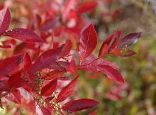 leaves, fall leaves, fall