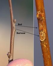 winter twig, buds winter twig, buds