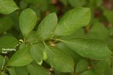 leaves and developing fruit leaves and developing fruit