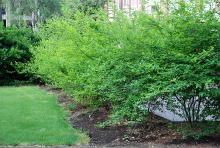 plant habit, spring plant habit, spring