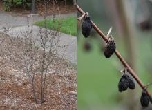 plant habit and fruit, winter plant habit and fruit, winter