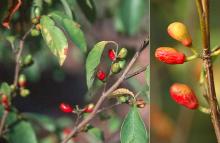 fruiting branches fruiting branches