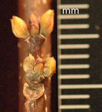 flower buds, winter flower buds, winter