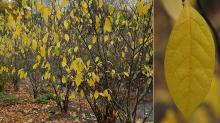 plant habit and leaf, fall plant habit and leaf, fall