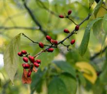 fruiting branch fruiting branch