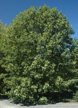 plant habit