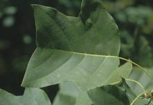 leaf