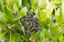 fruit cluster, fall