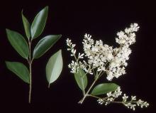 shoot, leaves, flower clusters