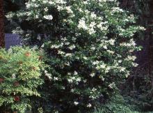 large plant flowering