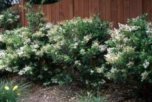 plant habit, summer flowering