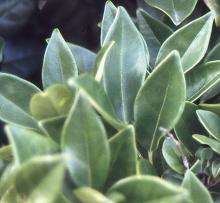 leaves