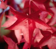 leaf, fall leaf, fall