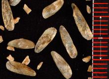 seeds seeds