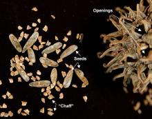 seeds seeds