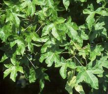 foliage foliage