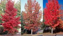 plant habit, fall plant habit, fall