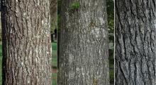 trunk, bark trunk, bark