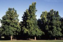 plant habit, summer plant habit, summer