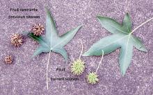 leaves and fruit, summer leaves and fruit, summer