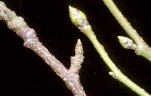 winter buds winter buds