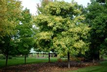 plant habit