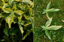leaves