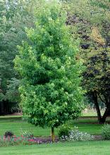 plant habit plant habit