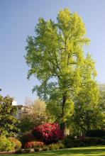 plant habit, spring