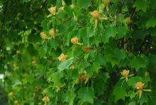 flowers and leaves, spring