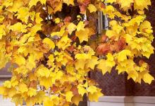 leaves, fall