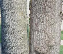trunks, bark