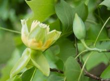 flower and flower bud