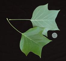 leaf