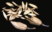 mature fruit and seeds,winter