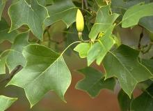 leaves and fruit
