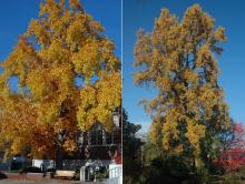 plant habit, fall