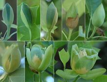 flower development